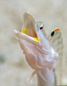 The Dragon 
Yellowface Pikeblenny 
Chaenopsis limbaughi... by John Roach 